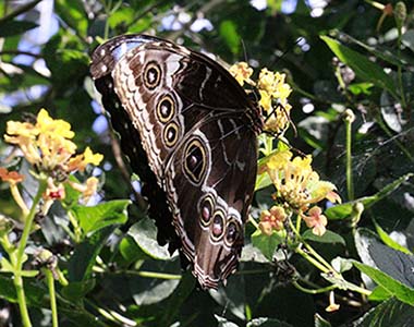 butterfly image